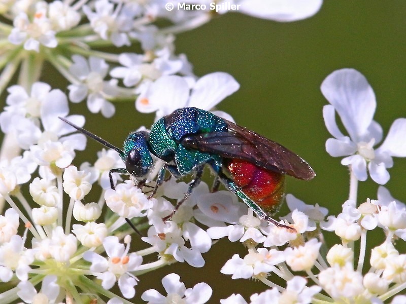 Chrysididae: Holopyga sp.